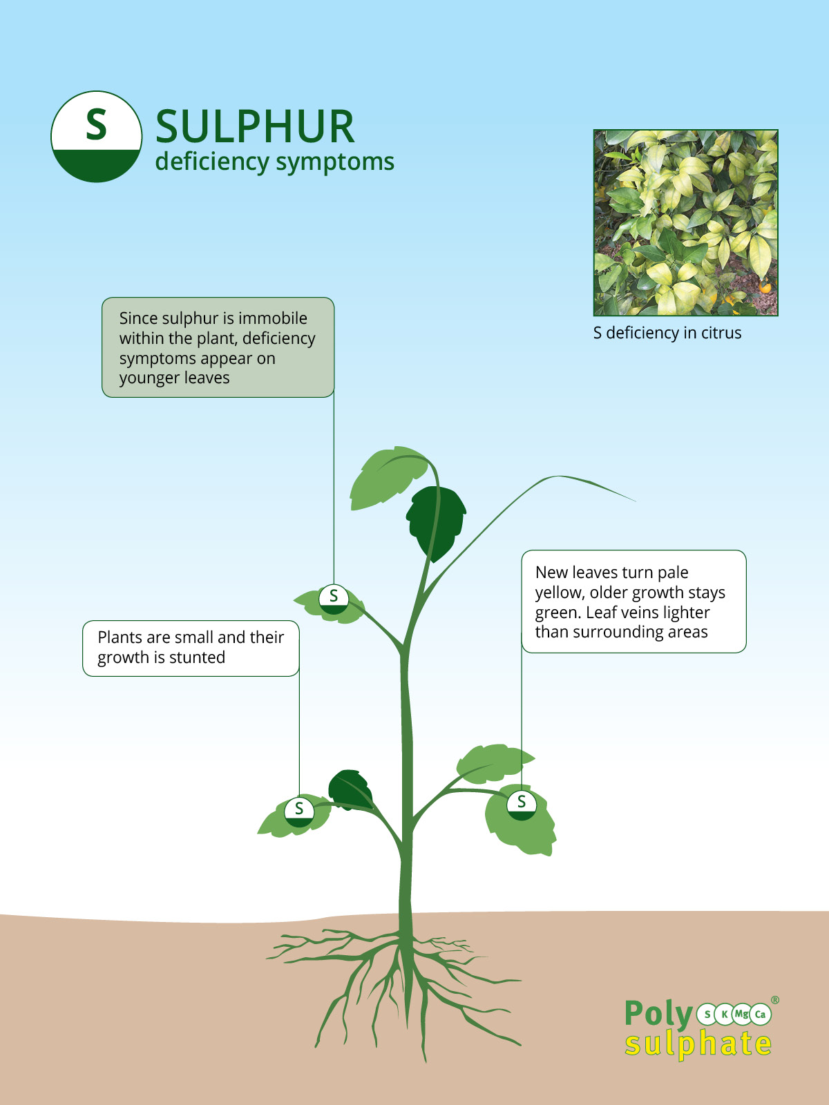 The Role Of Sulphur In Crops